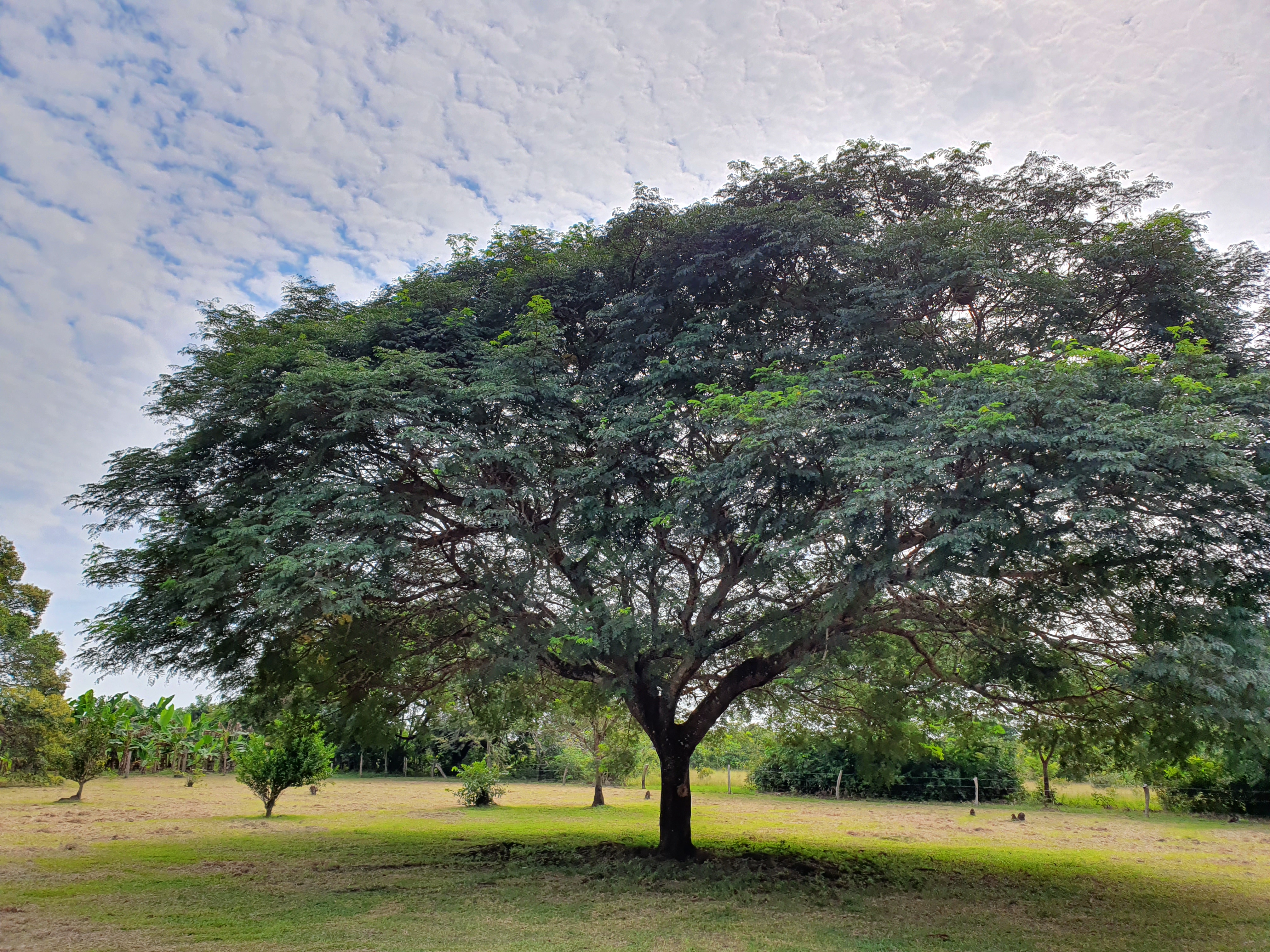 Pack A Bosque Llanero