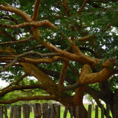 Árbol ACEITE