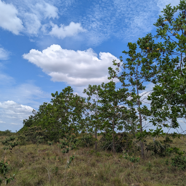 Plan Anual Acacia x9 Arboles CO2 Reforest